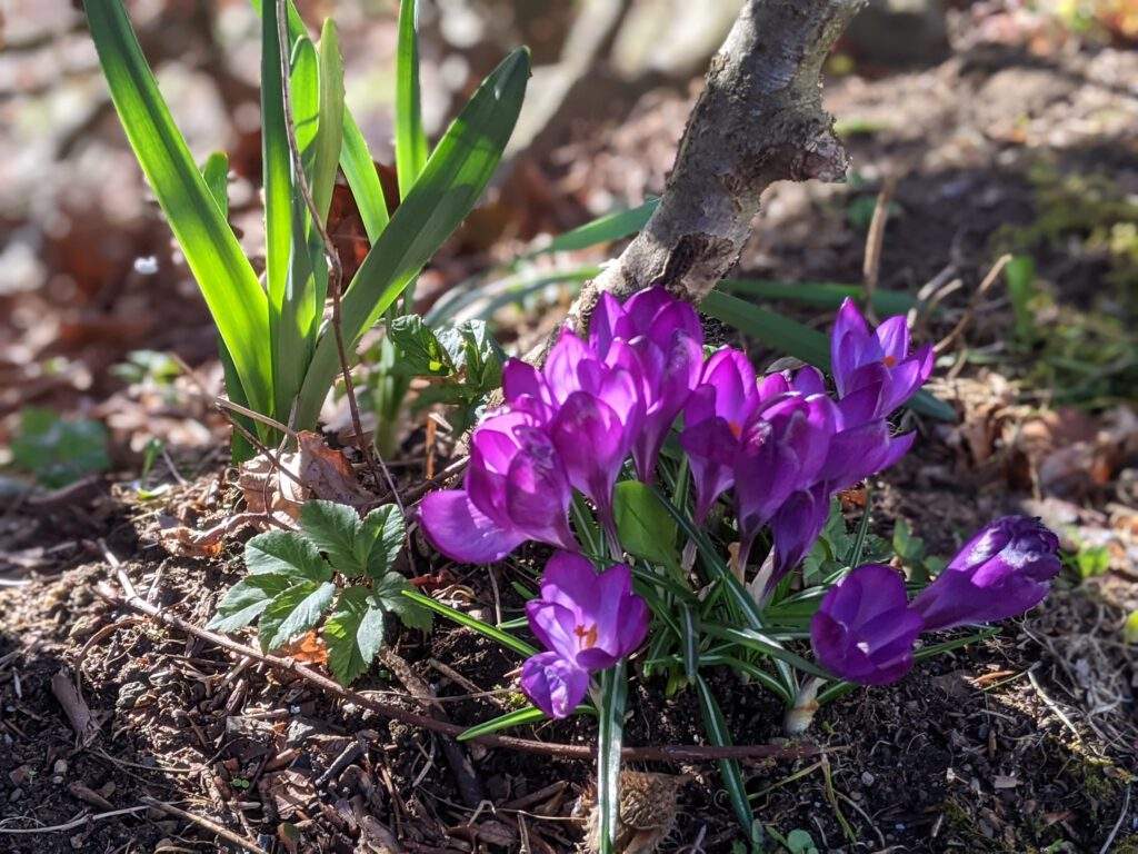 Frühling